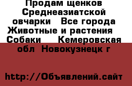 Продам щенков Среднеазиатской овчарки - Все города Животные и растения » Собаки   . Кемеровская обл.,Новокузнецк г.